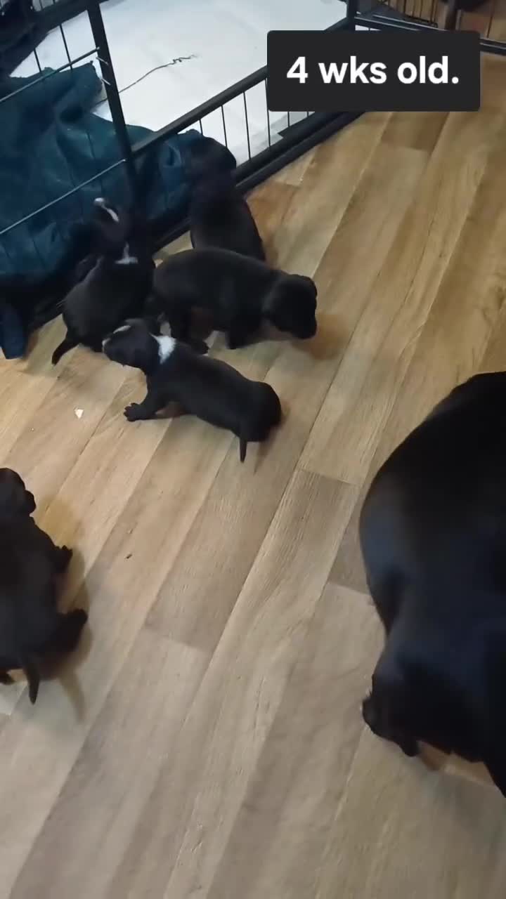 Mixed Breed dogs for sale: Adorable 3/4 Staff Bull Terrier 1/4 Jack Russell. - Video 1