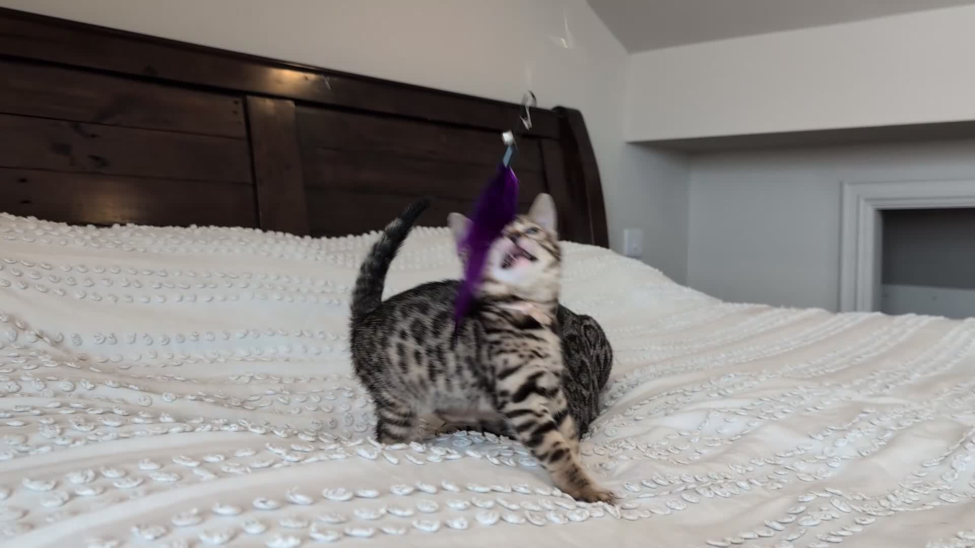 Bengal cats for sale: 🖤🩶🤍 BEAUTIFUL BENGAL KITTENS 🤍🩶🖤 - Video 2