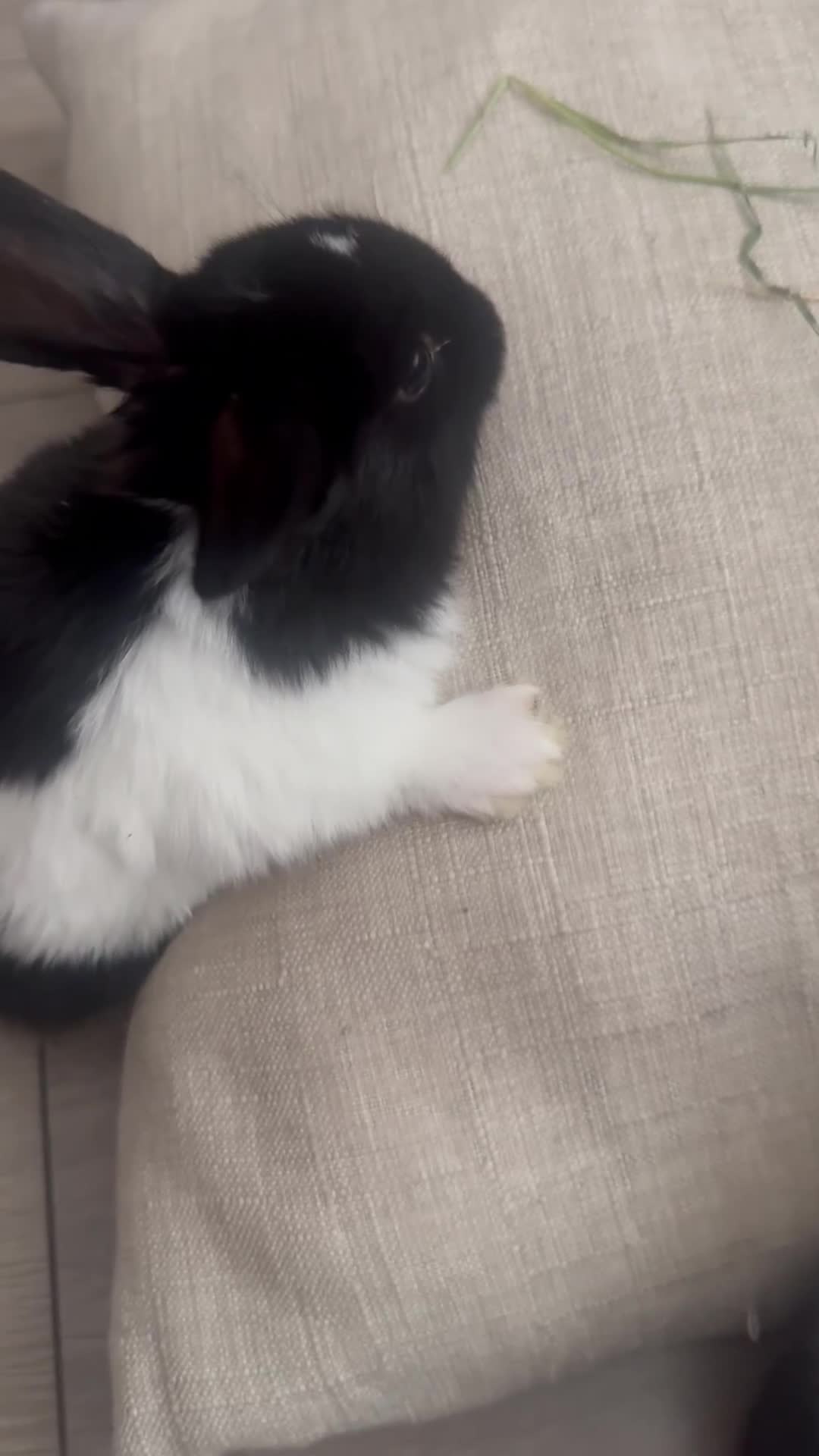Mixed Breed rabbits for sale: Adorable Rex x Dutch x Lop buns Available 🐰 - Video 2