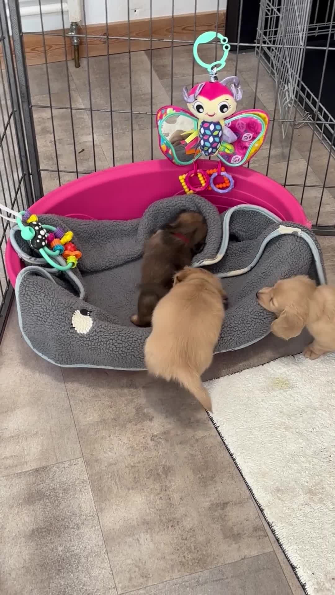 Miniature Dachshund dogs for sale: KC Miniature Long Haired English Cream Dachshunds  - Video 1