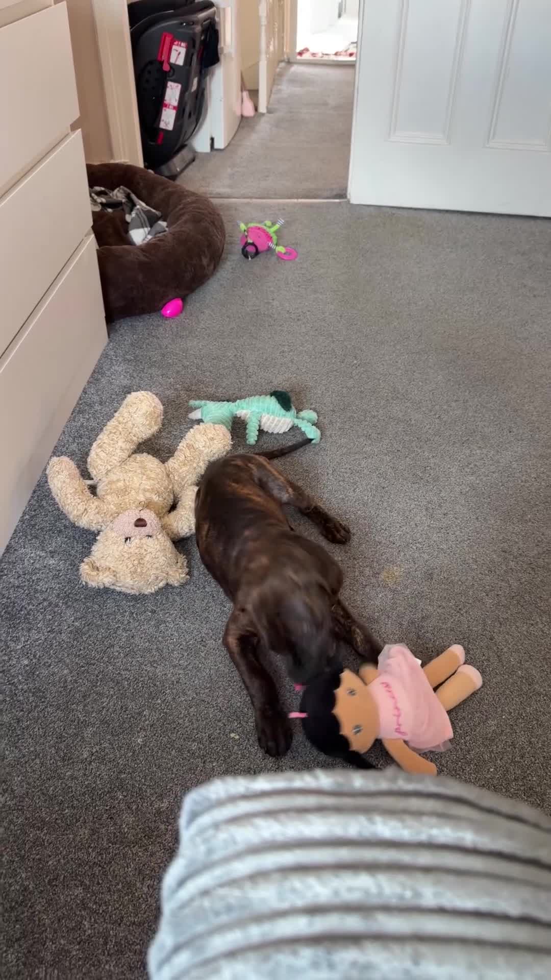 Staffordshire Bull Terrier dogs for sale: Rocco - Video 1