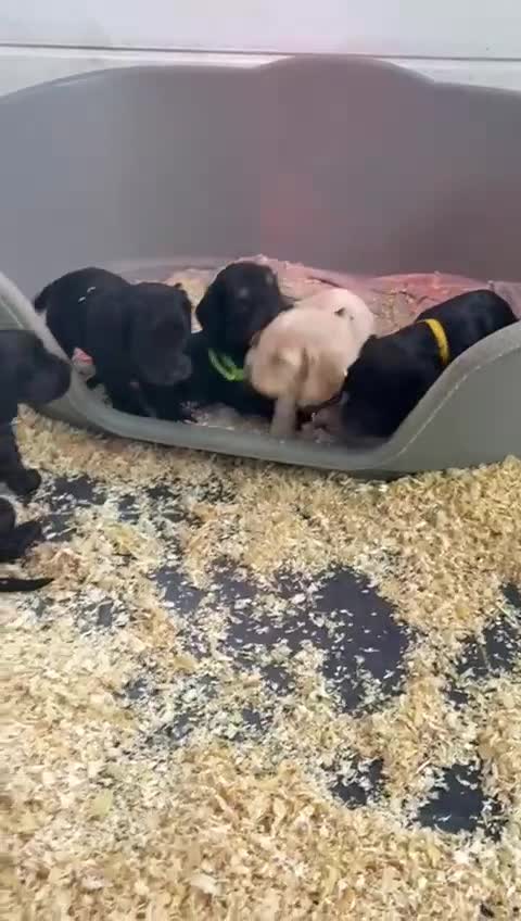 Cockapoo dogs for sale: 5 cockapoo puppy ready 13nov  - Video 2