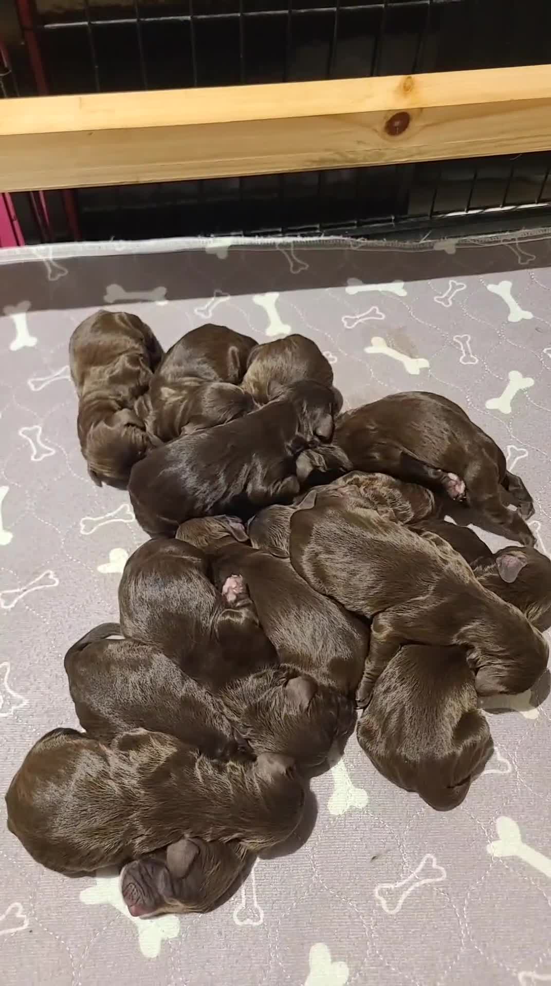 Sproodle dogs for sale: Gorgeous F1 Chocolate Sproodle Puppies - Video 1