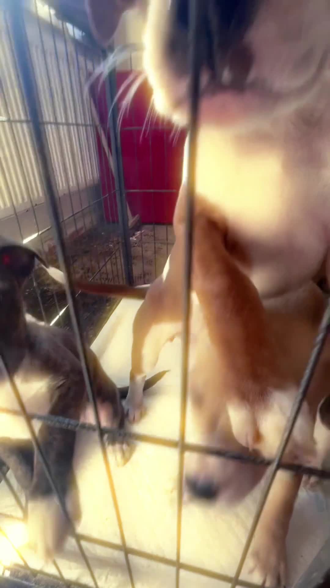 Mixed Breed dogs for sale: 8 Pups 🎀 £550 ONO - Video 3