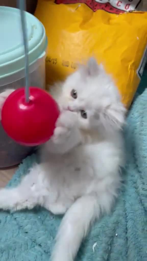 Persian cats for sale: Persian x ragdoll kittens for sale  - Video 1