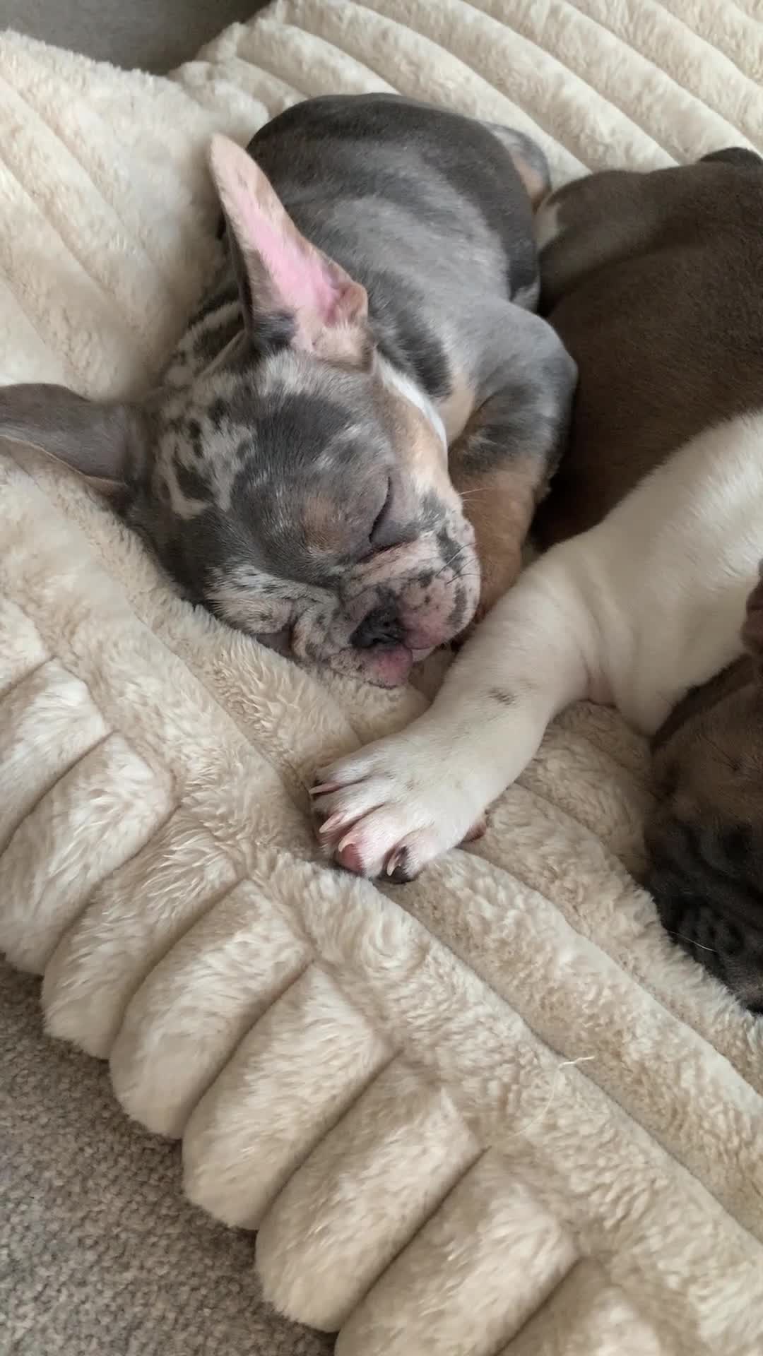 French Bulldog dogs for sale: x1 GIRL LEFT! RARE PURE BLUE MERLE TAN PUPPIES  - Video 1