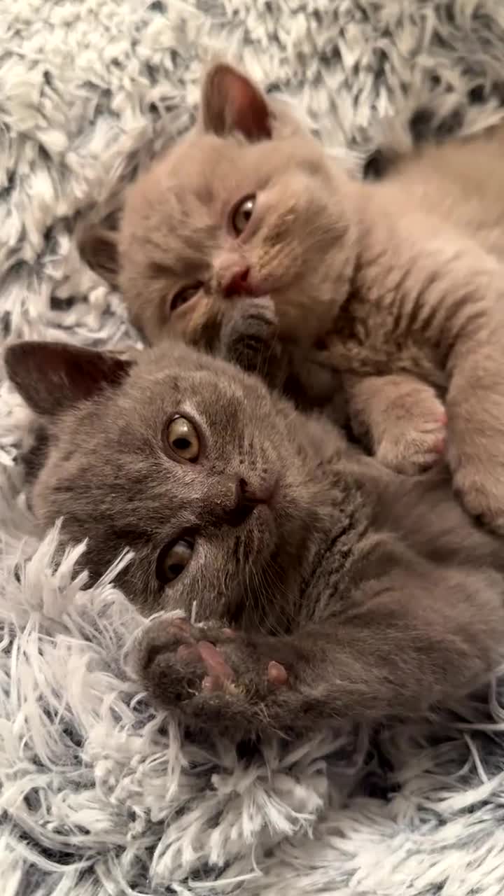 British Shorthair cats for sale: Adorable Blue Boy Contact -  **  in Slough - Video 2