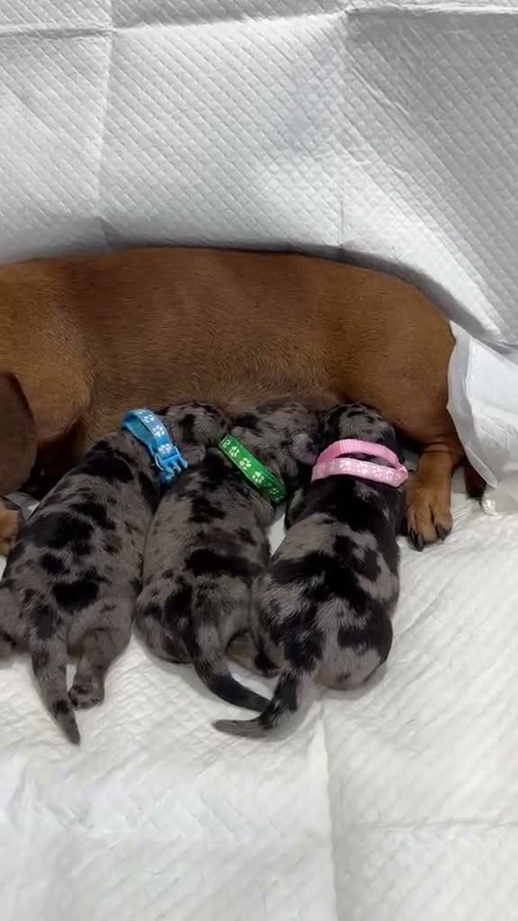 Miniature Dachshund dogs for sale: Adorable Miniature Dachshund Puppies - Video 1
