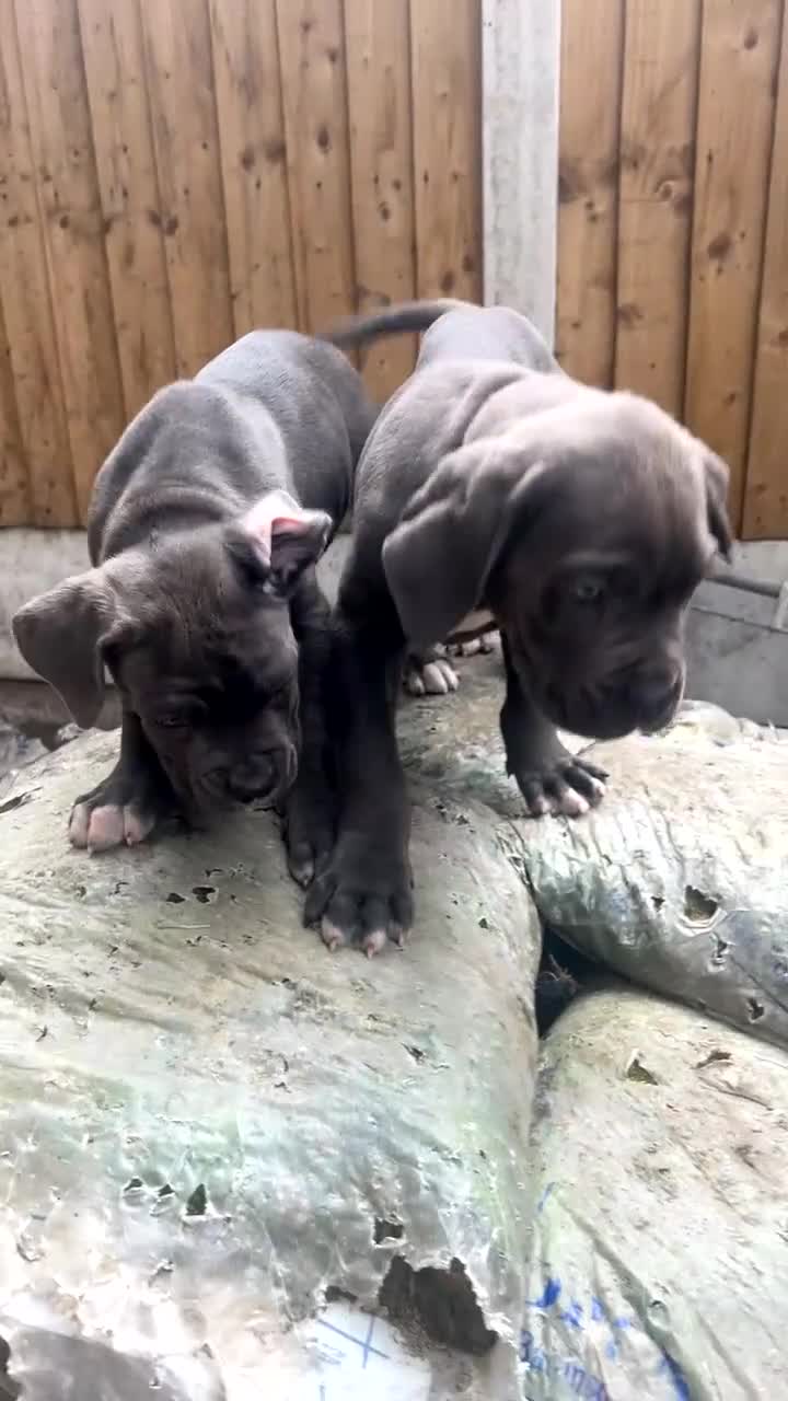 Cane Corso dogs for sale: Cerberus champion bloodline cane corso - Video 5