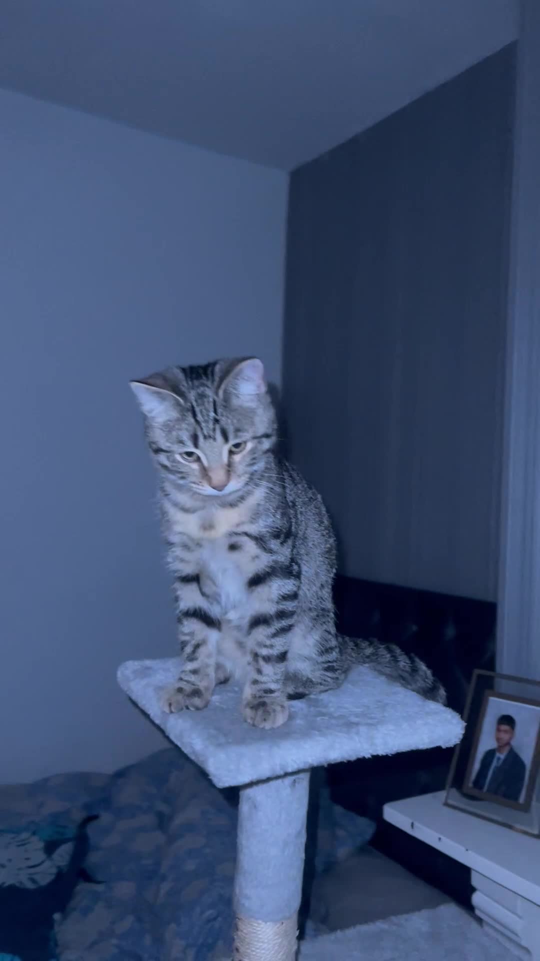 Mixed Breed cats for sale: 4 month old male kitten ready to leave - Video 1
