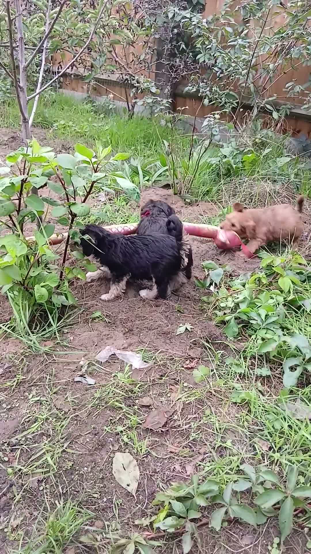 Mixed Breed dogs for sale: King Schnoodle Puppies ( Cavapoo/ Mini Schnauzer) - Video 1