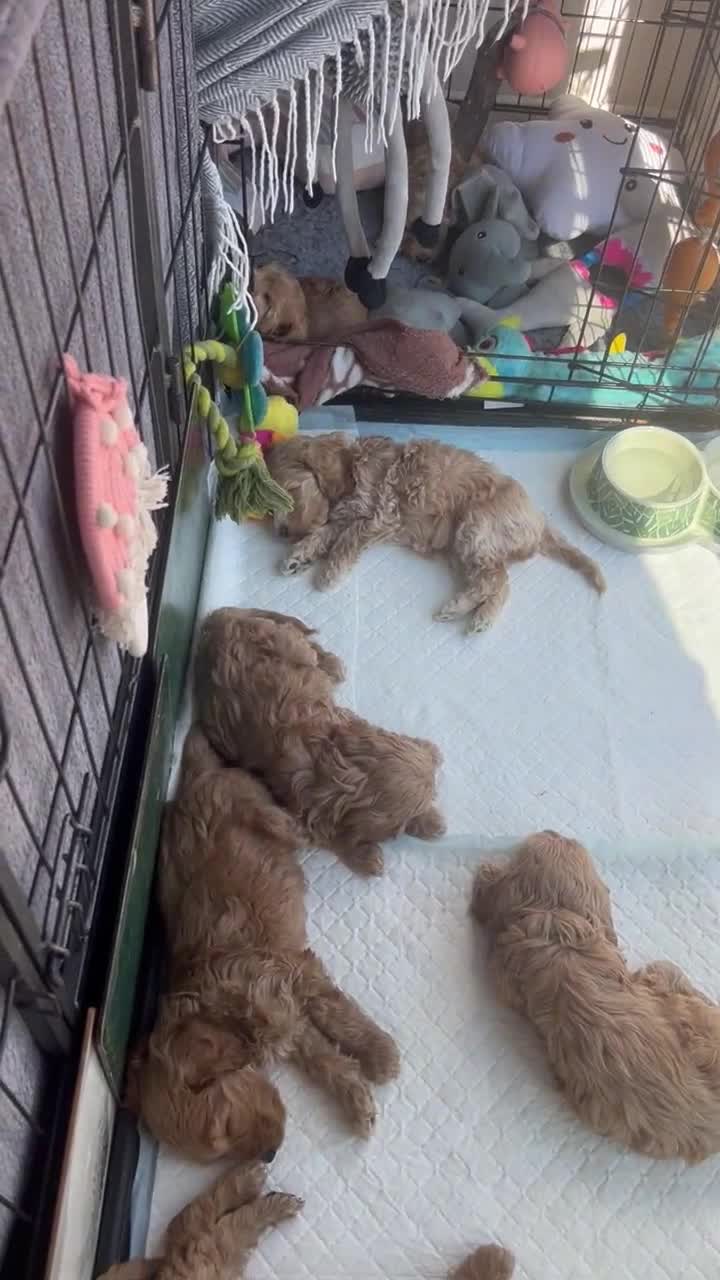 Cockapoo dogs for sale: F1 Cockapoo’s DNA Health Tested Parents - Video 2