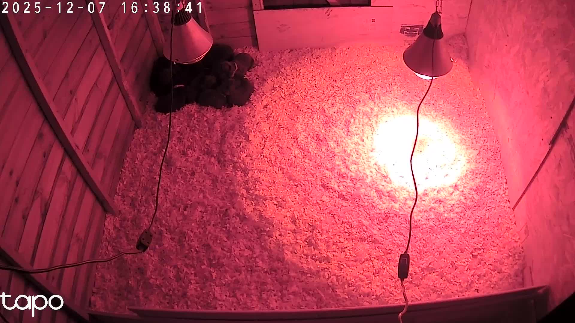 Cane Corso dogs for sale: Cane corso puppies - Video 2