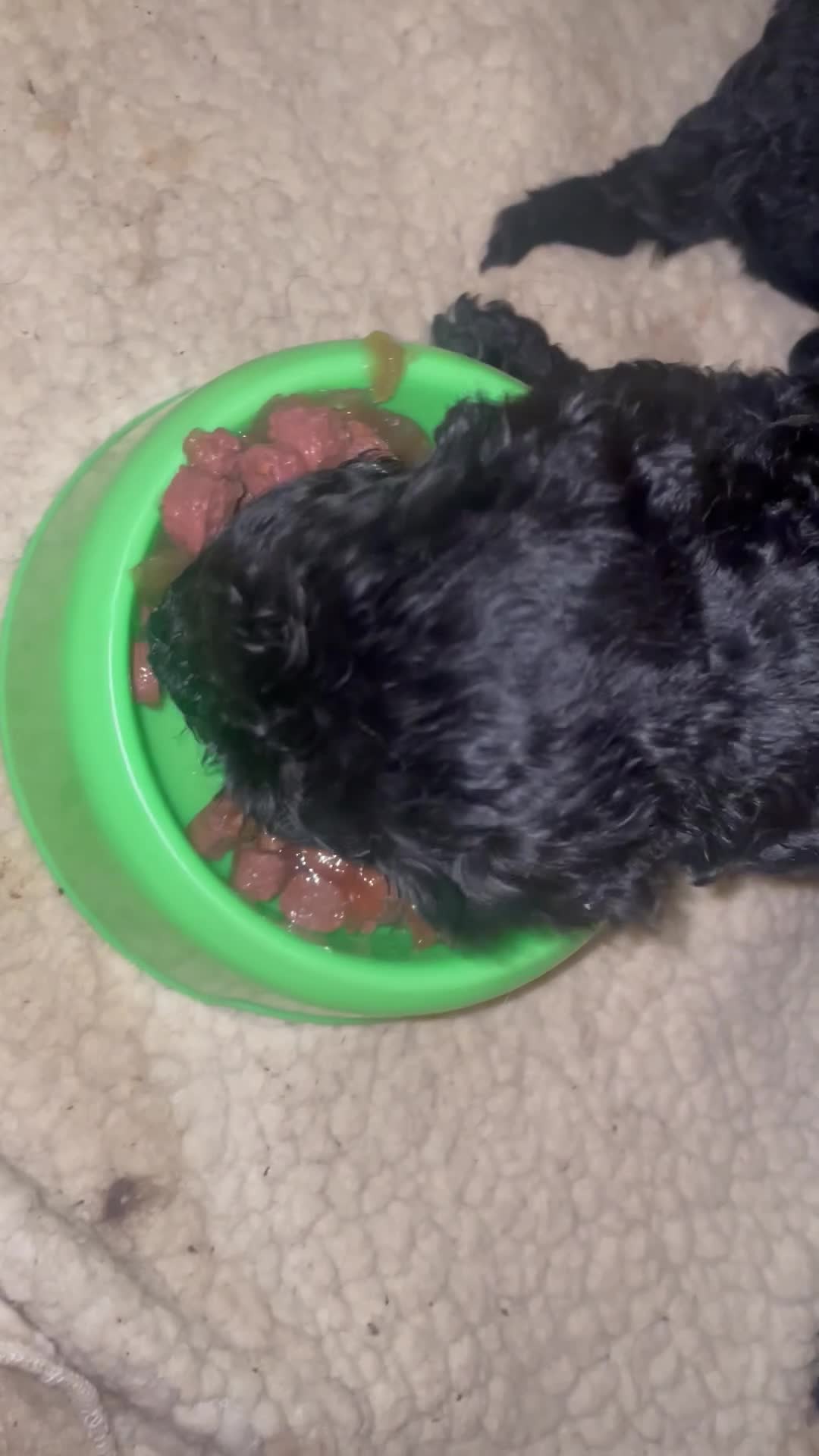 Standard Poodle dogs for sale: KC standard poodles Health tested  - Video 1