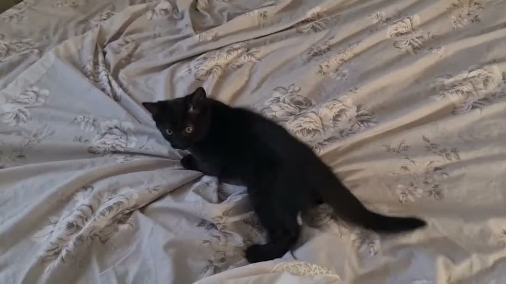 British Shorthair cats for sale: British Shorthair Cross Kittens for Sale - Video 1