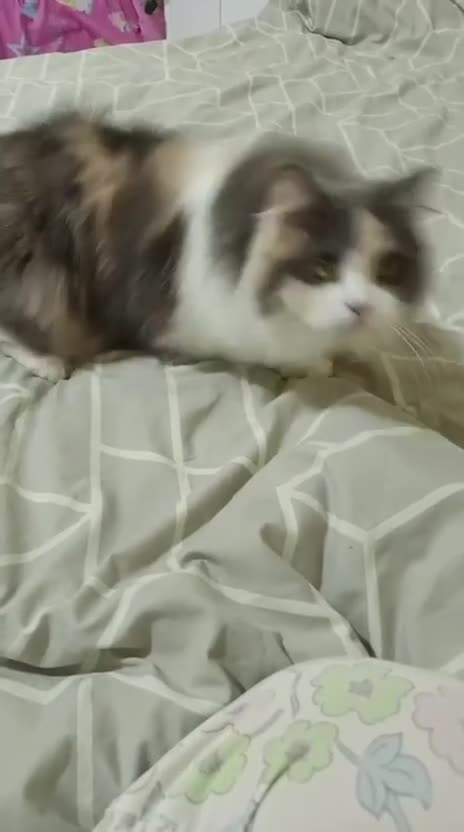 Mixed Breed cats for adoption: ASHLEY- PERSIAN MIX SPAYED VACCINATED CUDDLY GIRL - Video 2