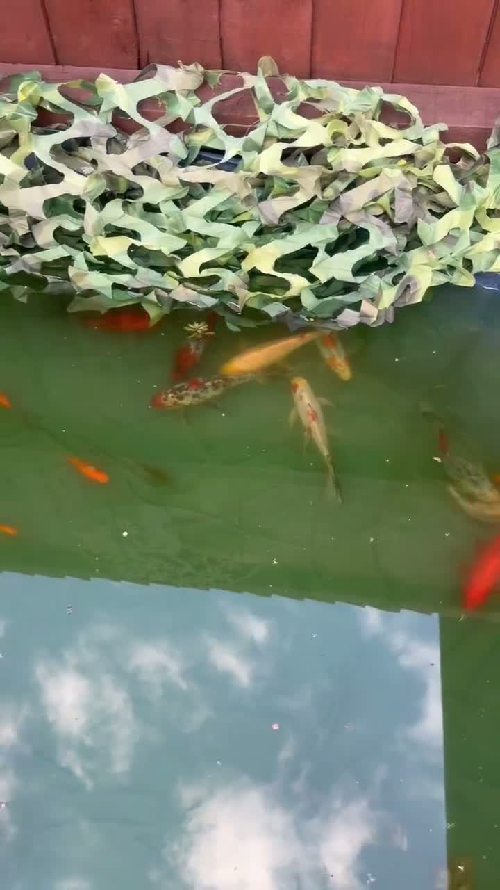 Pond Fish fish for sale: An array of different fan tail and gold fish  in Cambridge - Video 1