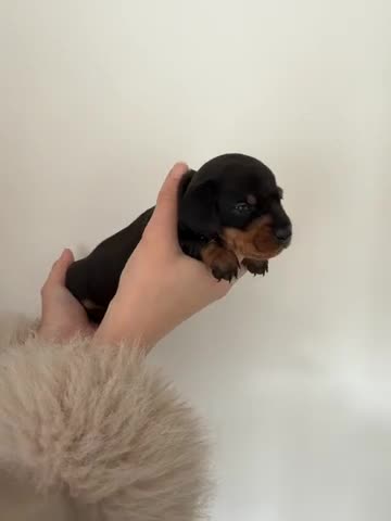 Miniature Dachshund dogs for sale: Miniature dachshund puppies - Video 2