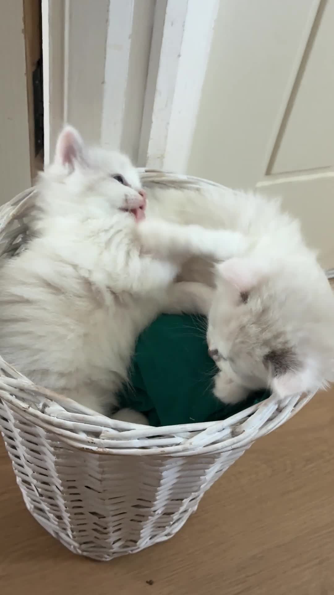 Ragdoll cats for sale: Ragdoll kittens - Video 1
