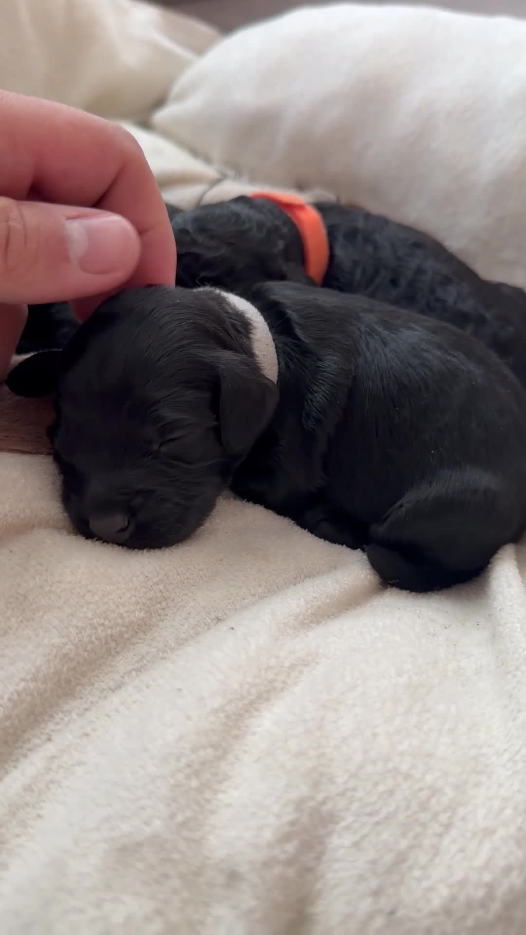 Cockapoo dogs for sale: Cockapoo F2 puppies  - Video 1