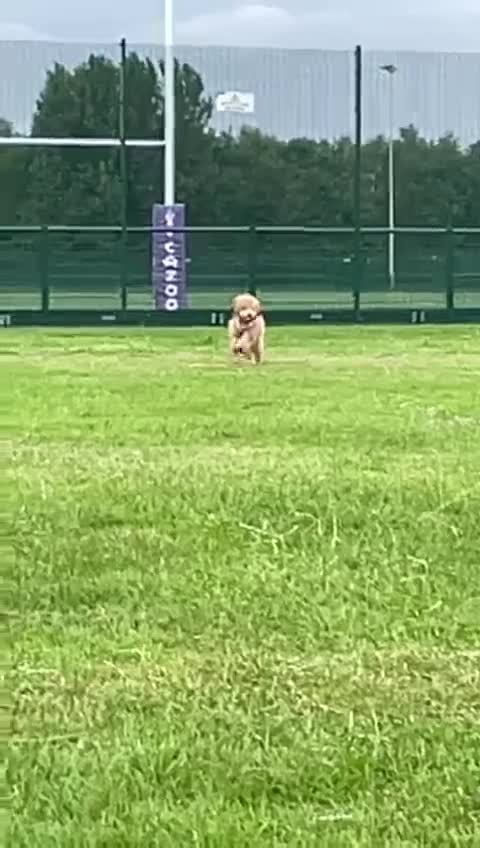 Cavapoochon dogs for sale: Cavapoochon female 3 years old  in Warrington - Video 1