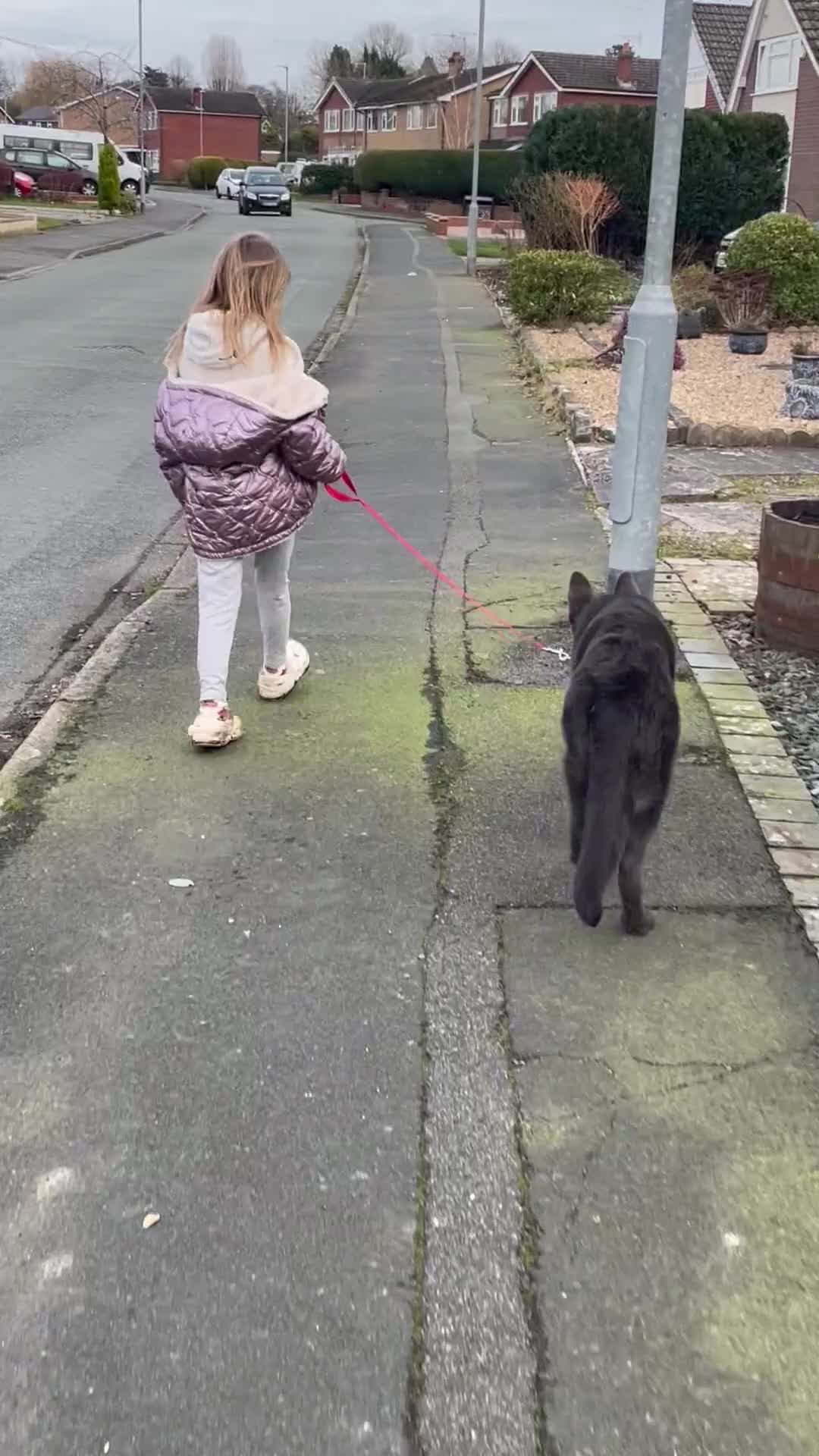 German Shepherd dogs for sale: Beautiful solid blue German shepherd female  in Crewe - Video 1