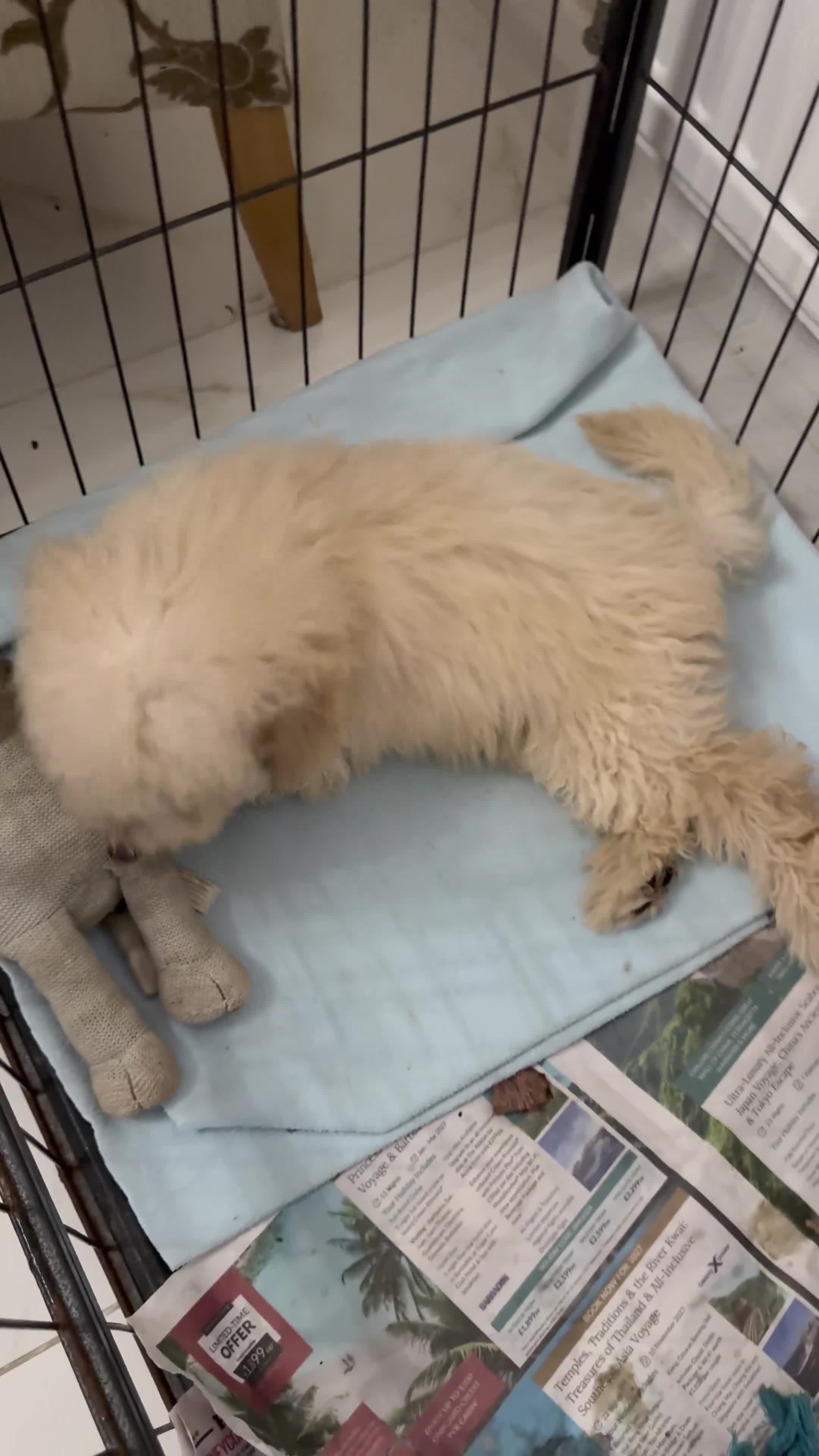 Cavapoo dogs for sale: Cavapoo F1 puppies  - Video 1