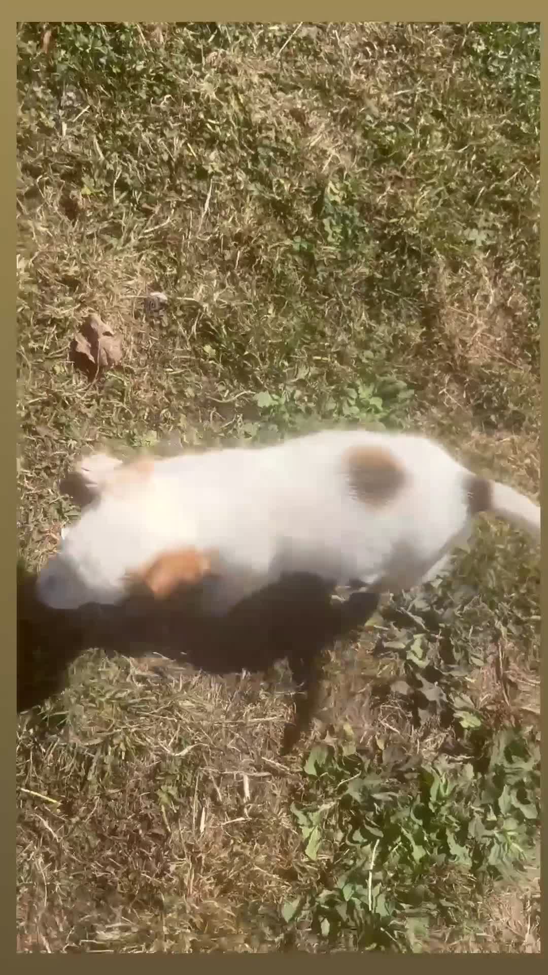 Jack Russell dogs for sale: Jack Russell girls  - Video 1