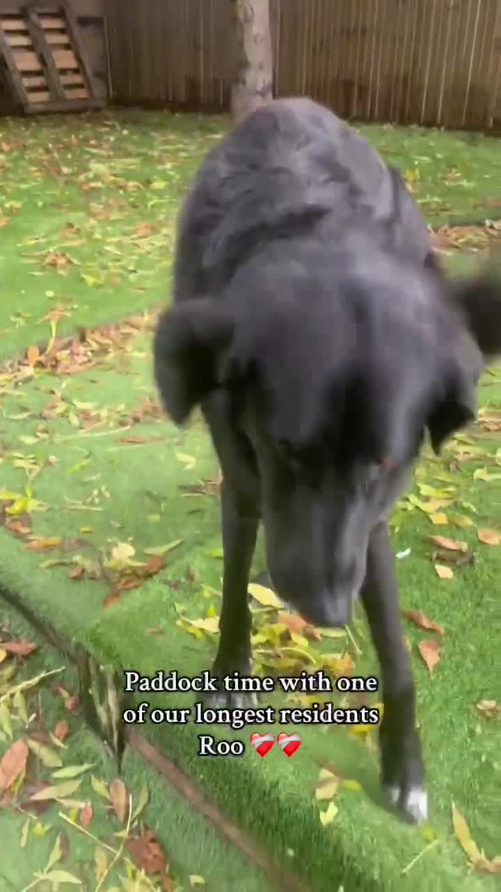 Mixed Breed dogs for adoption: Miss Roo needs to be rescued - Video 3