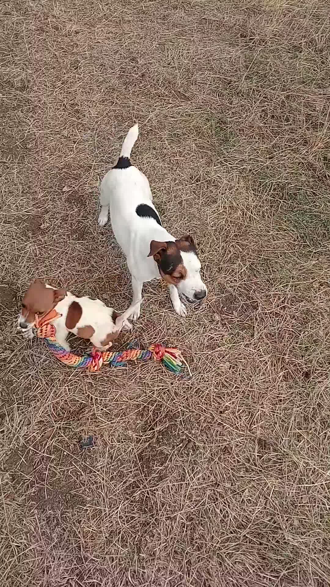 Jack Russell dogs for sale: Jack Russell bitch  - Video 2