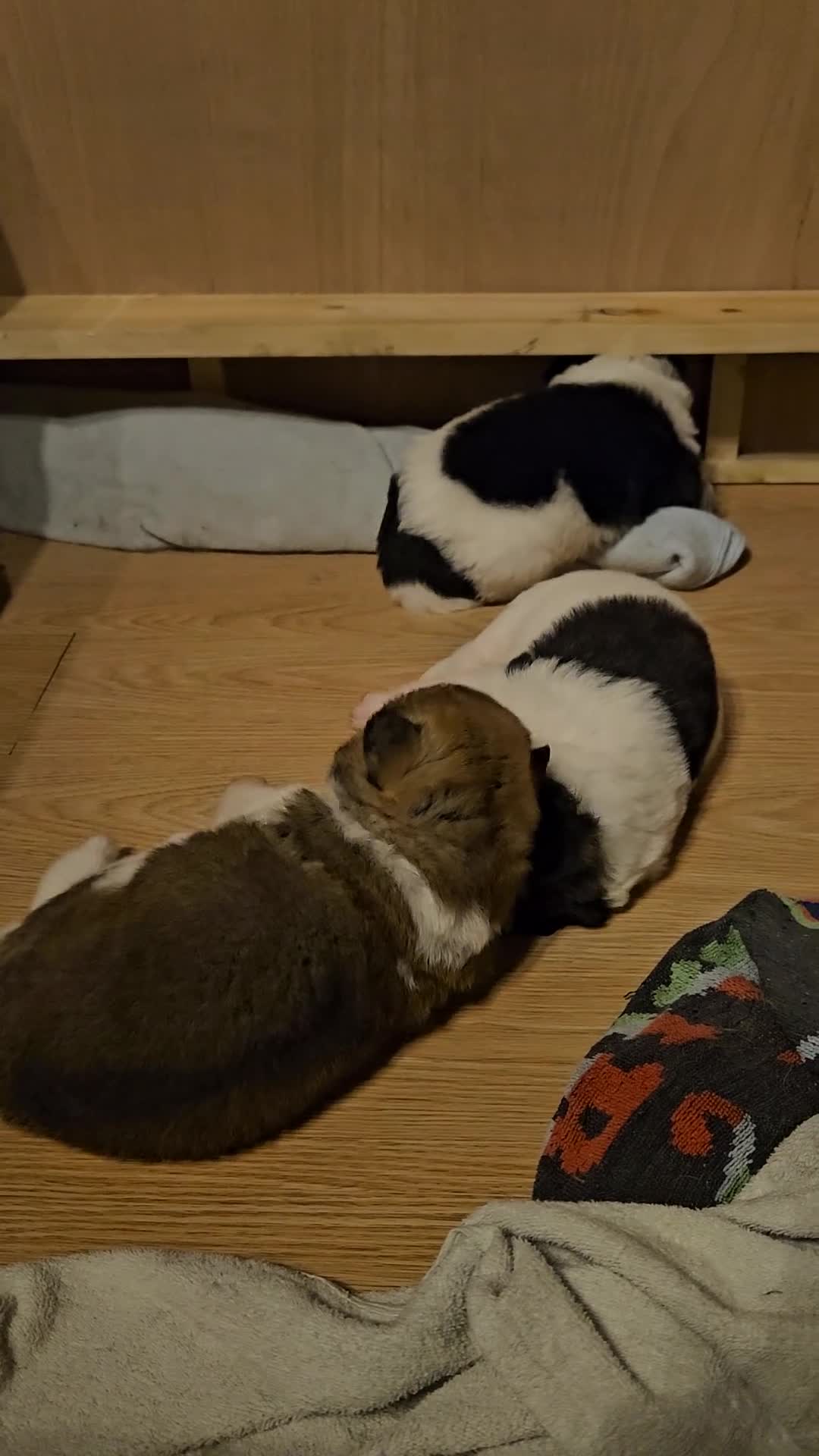 Akita dogs for sale: Beautiful Akita puppies - Video 1