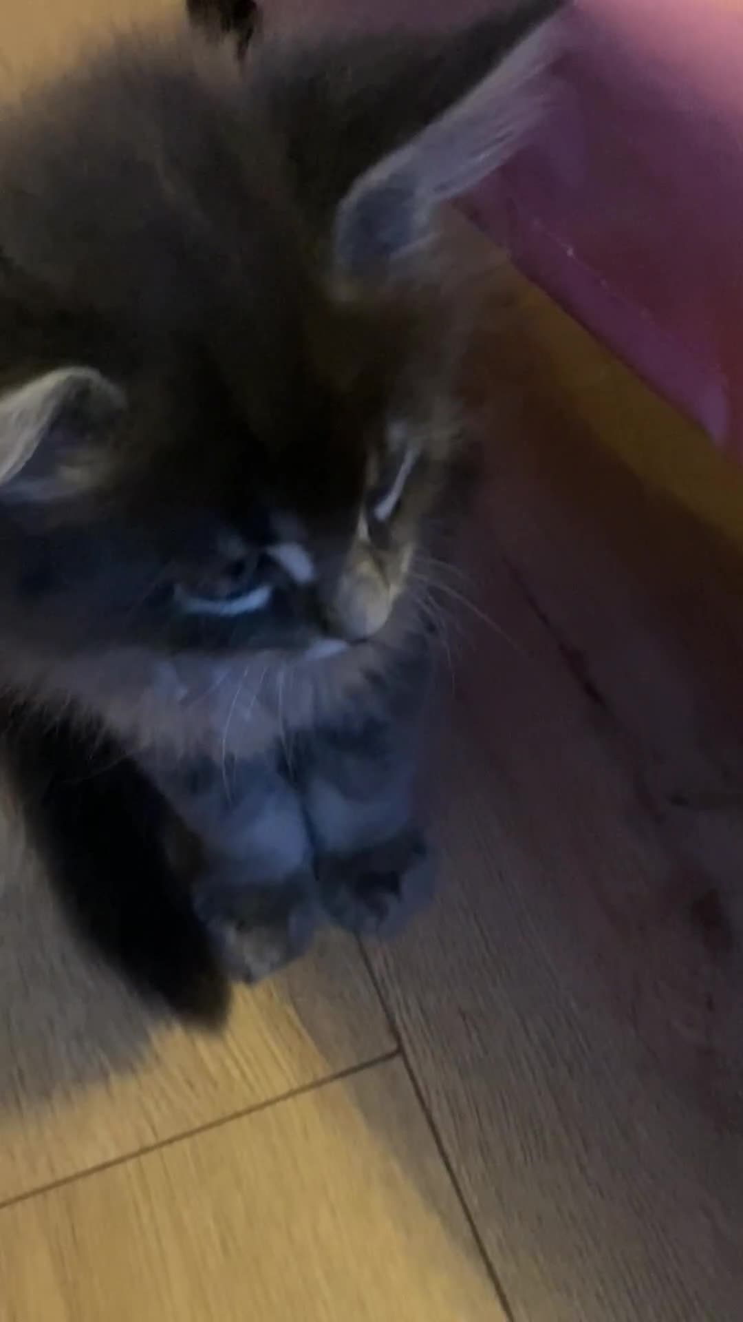 Maine Coon cats for sale: Maine Coon Kittens Ready for Their Forever Homes - Video 2