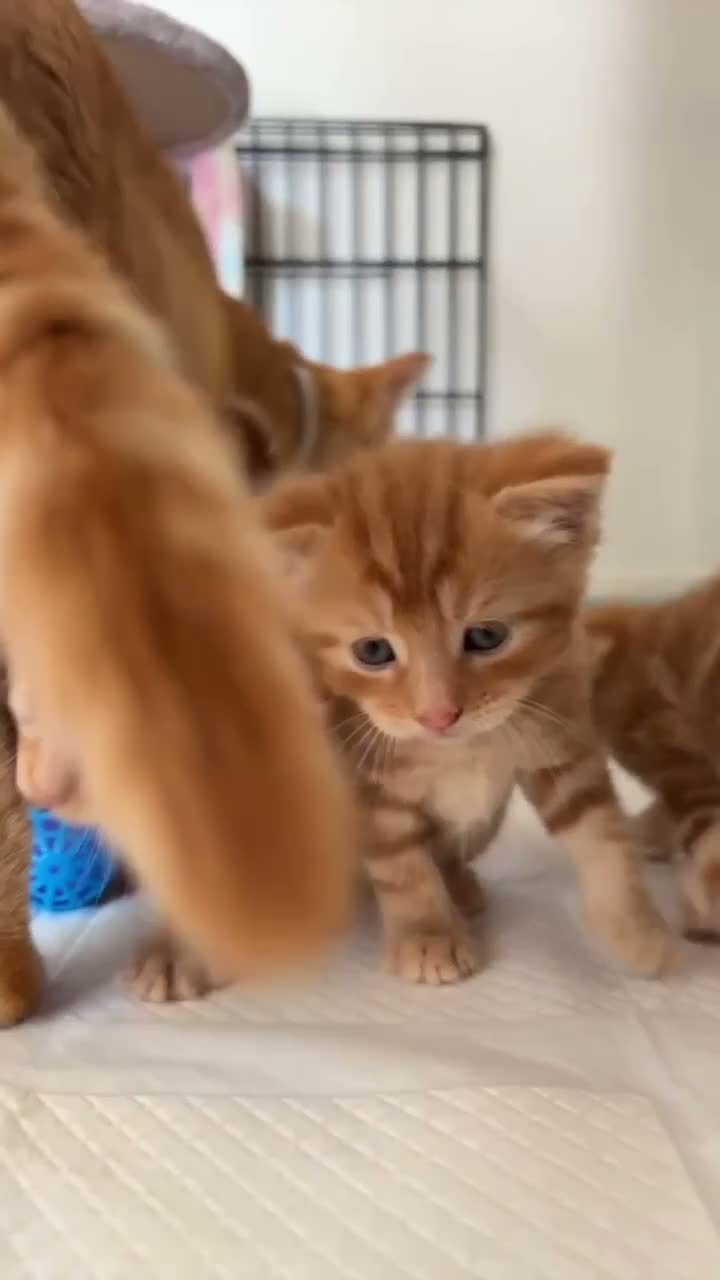 Mixed Breed cats for sale: 3 beautiful ginger kittens looking for 🏡🧡🫶🏻 - Video 5