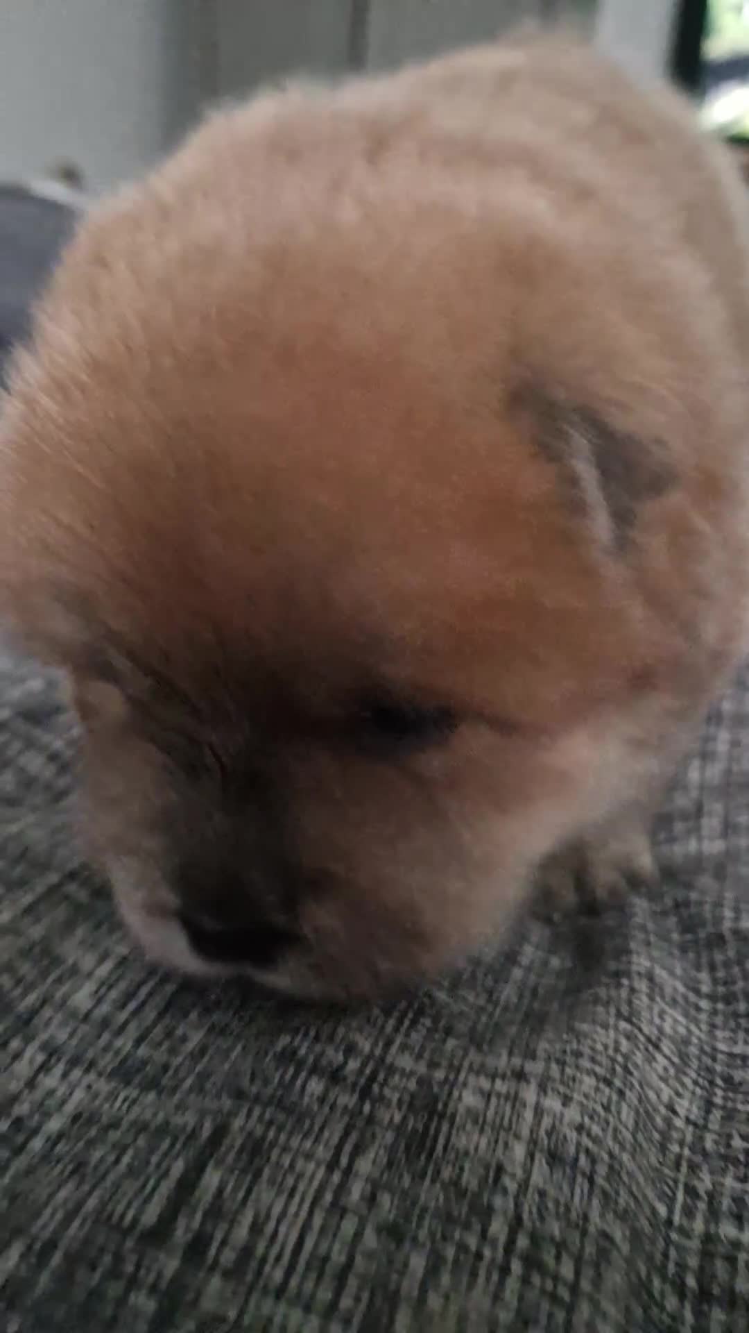 Chow Chow dogs for sale: Chow chow puppies - Video 2