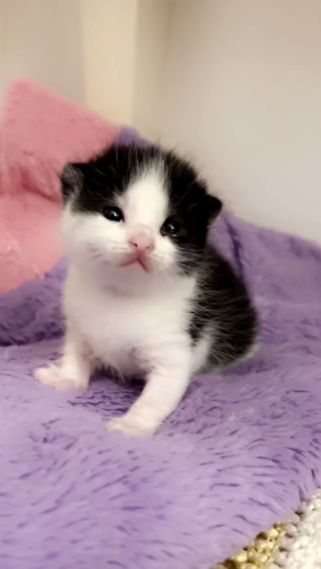 Mixed Breed cats for sale: 🐾 FLUFFY KITTENS ( ready to leave 8th Dec )  - Video 1