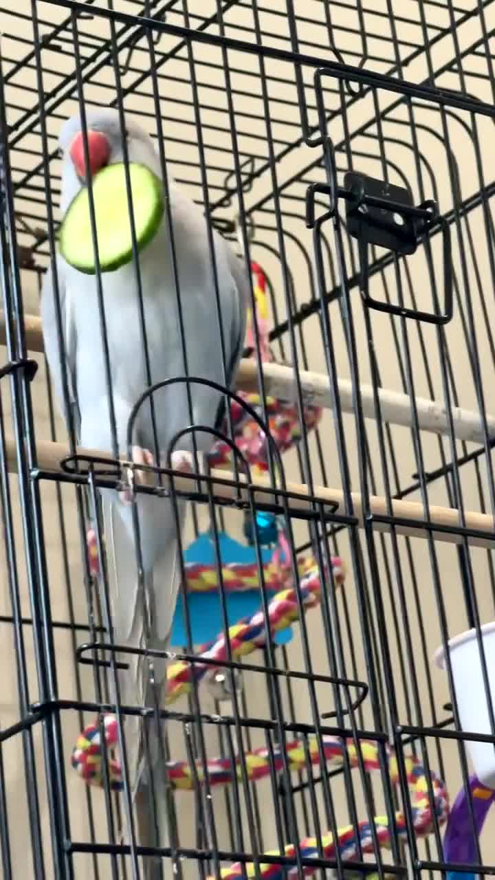 Ringnecks birds for sale: Absolutely gorgeous tame talking ringneck  - Video 1