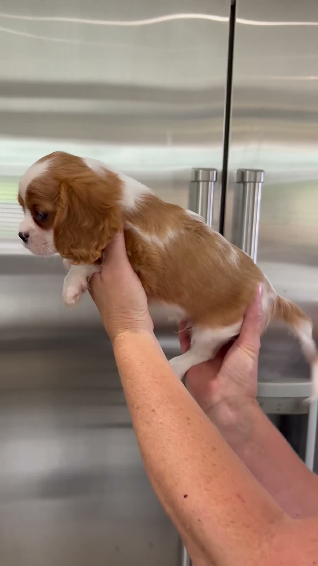 Cavalier King Charles Spaniel dogs for sale: Beautiful cavalier King Charles puppies  - Video 1