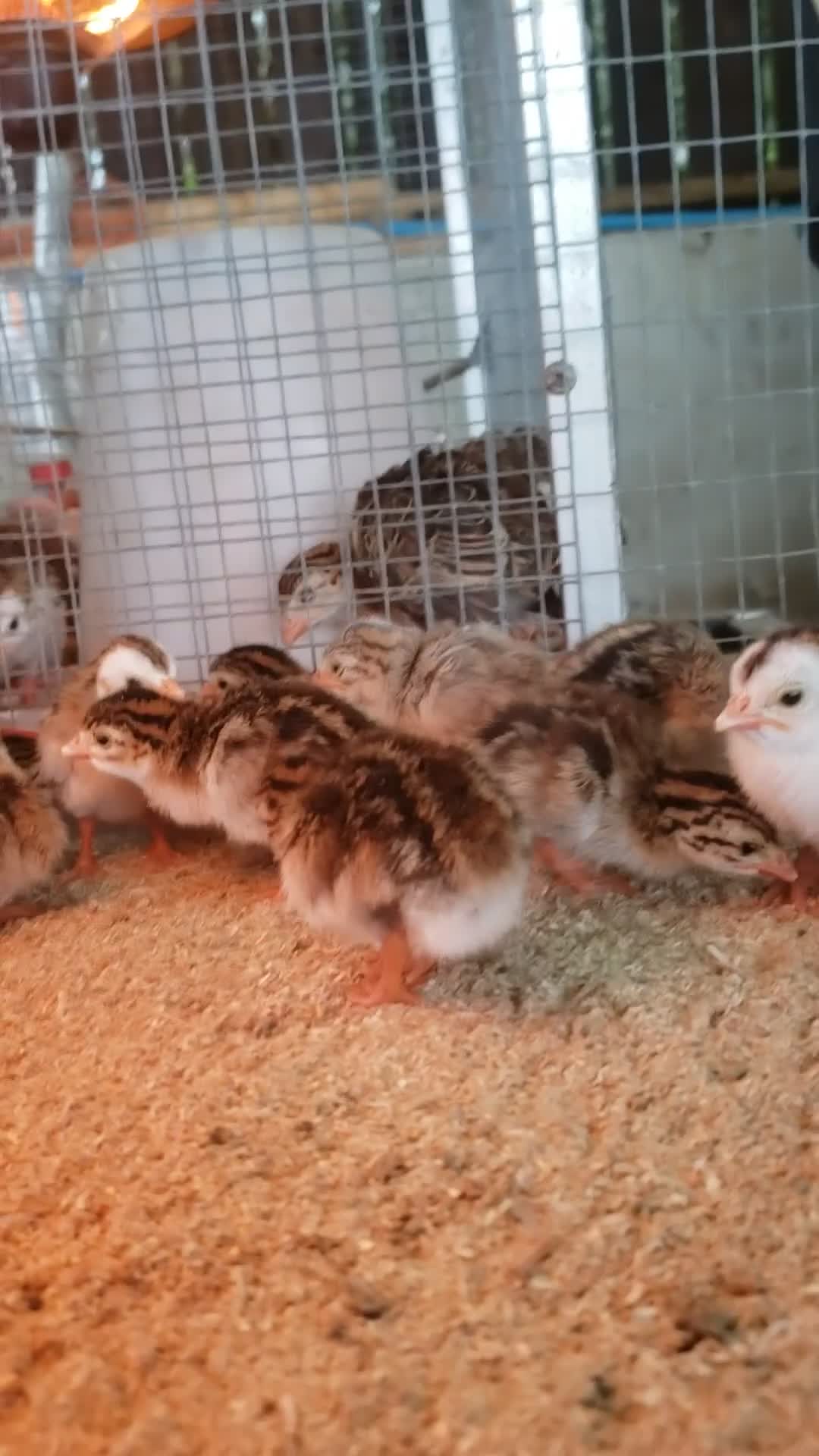 Guinea Fowl poultry for sale: Guinea Fowl Keets available  - Video 1