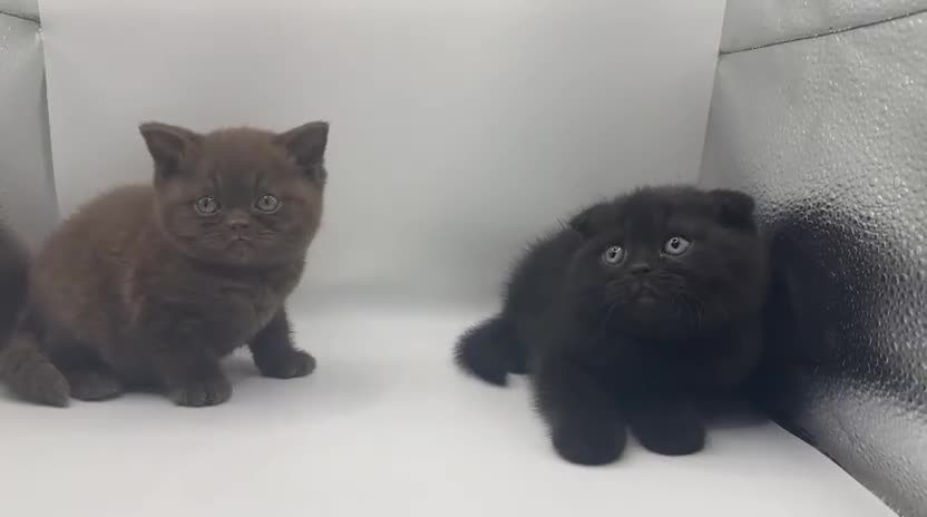 British Shorthair cats for sale: Last black boy  Teddy bear BSH - Video 1