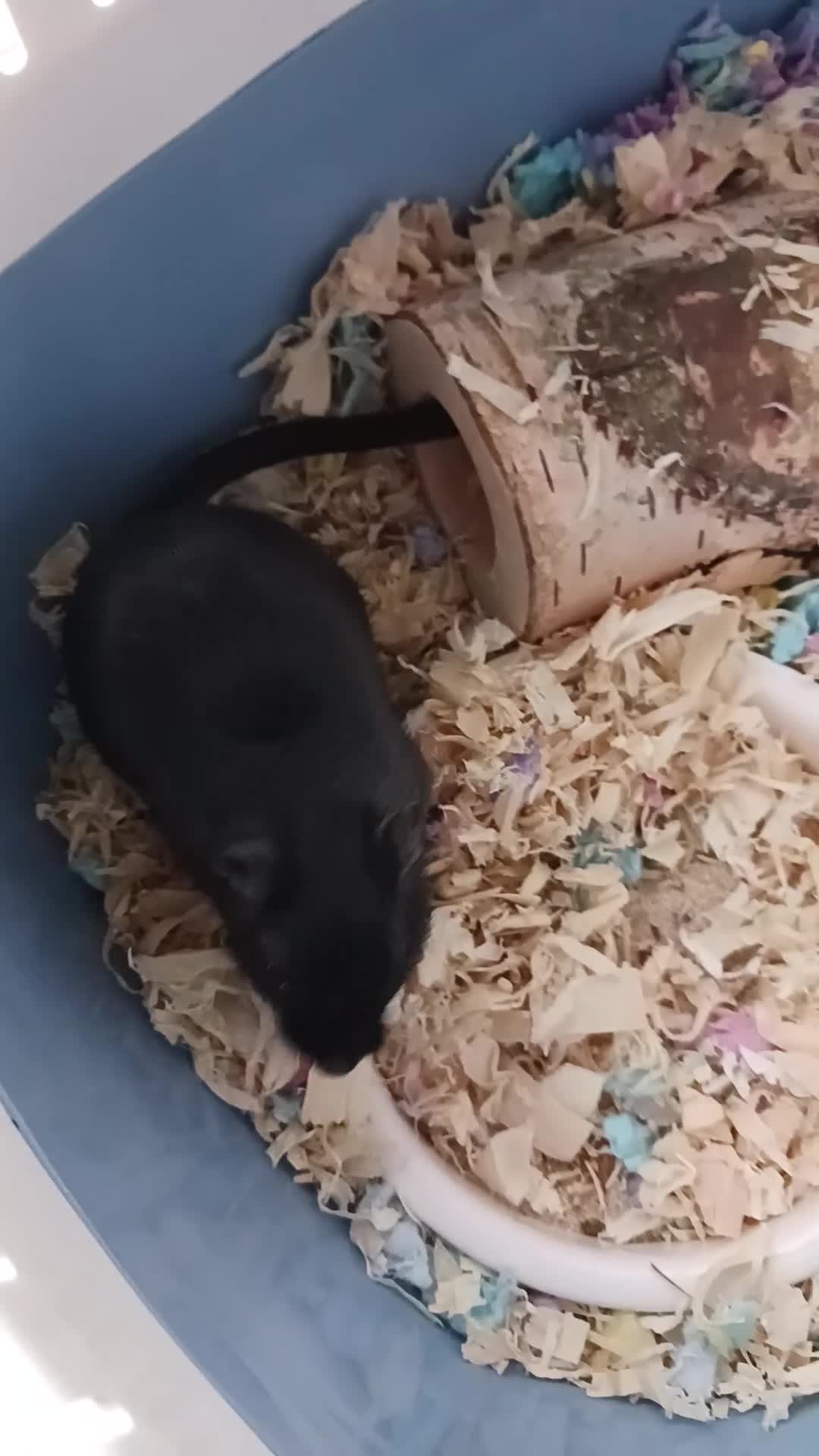 Gerbil rodents for sale: Female ( alpha) Gerbil in London - Video 1