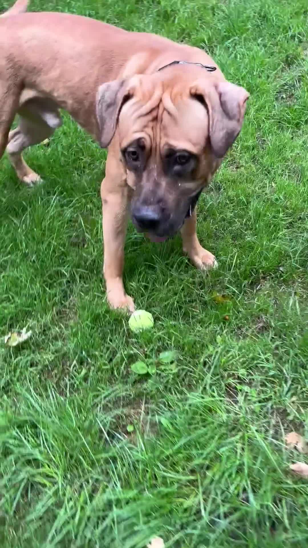 Mixed Breed dogs for sale: Bruce  - Video 1