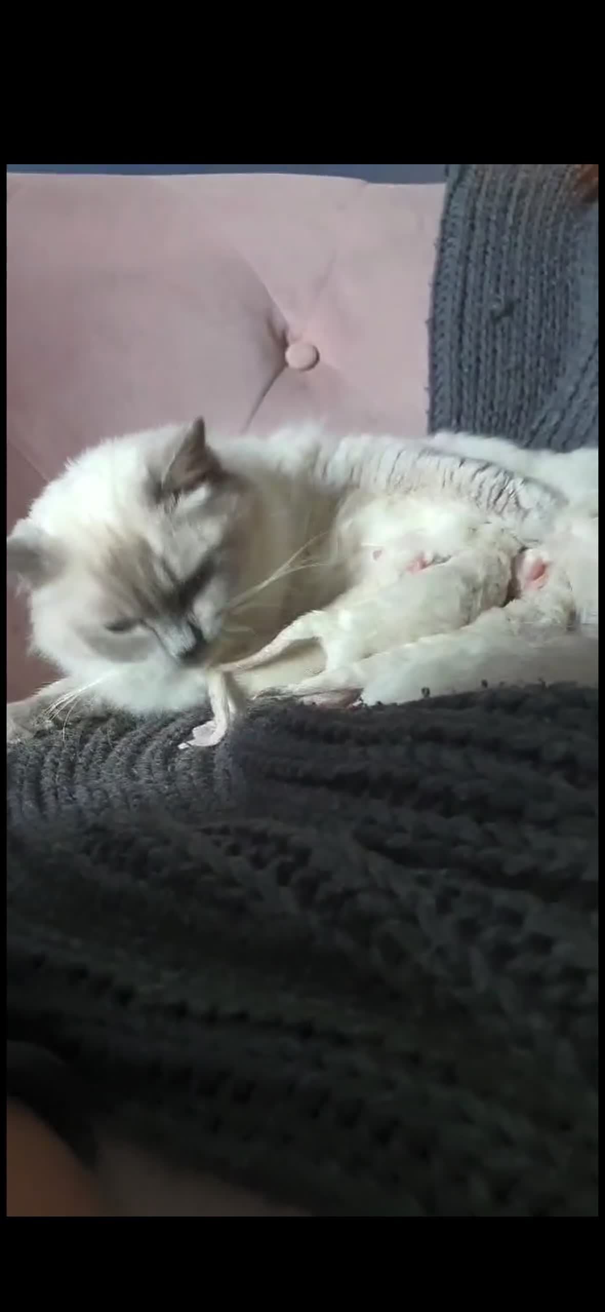 Ragdoll cats for sale: Ragdoll kittens - fully health checked - Video 1
