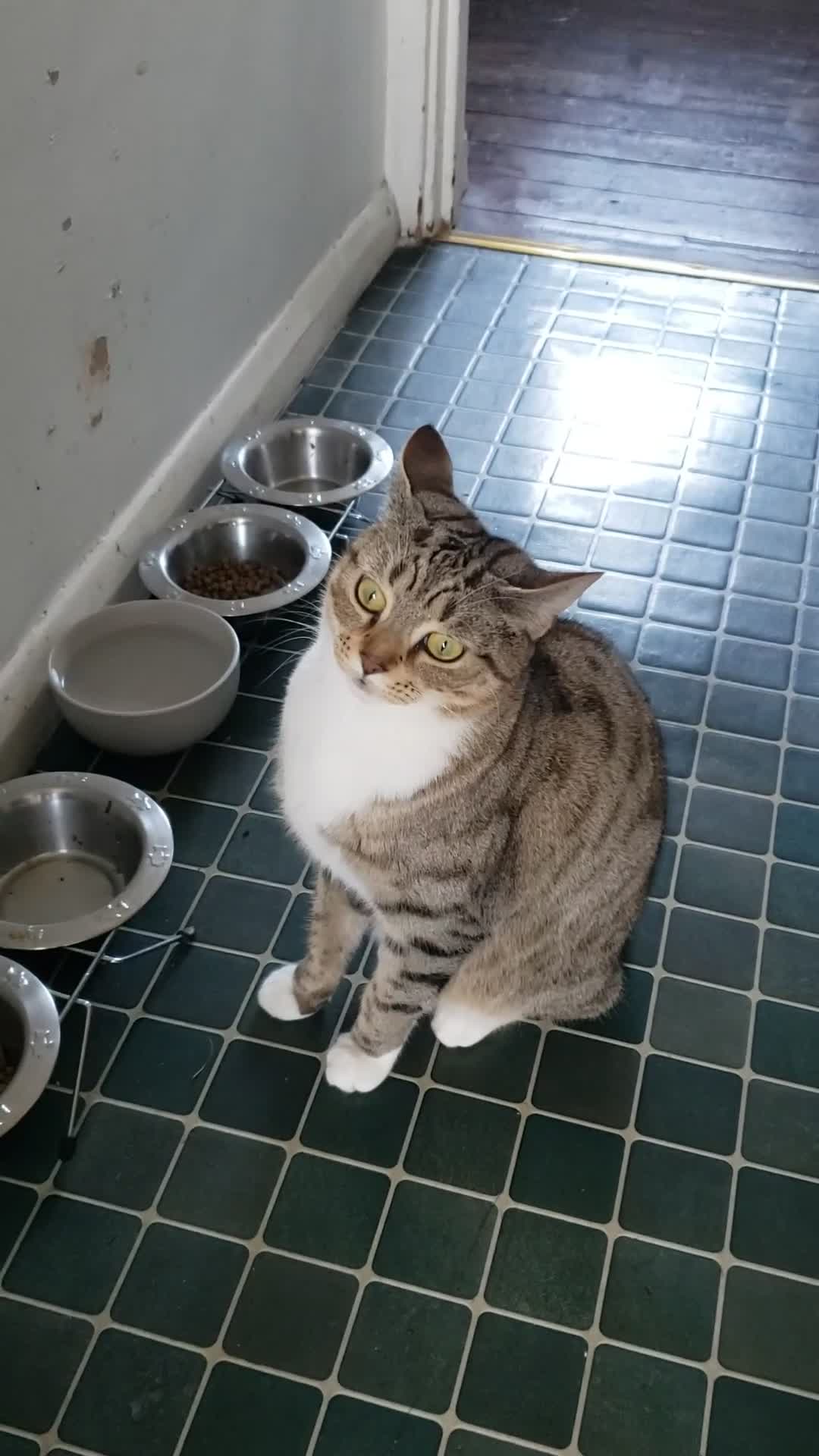 Bengal cats for sale: Loving, playful young Bengal Mix Cats in London - Video 1