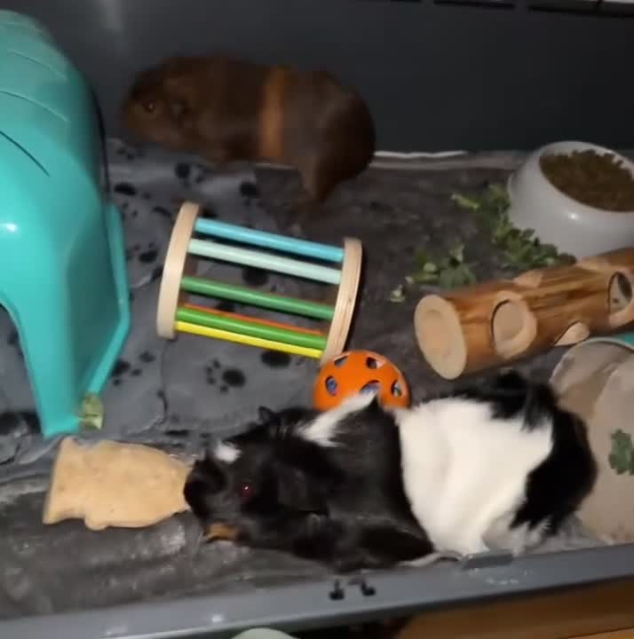 Guinea Pig rodents for sale: Female guinea pig pair (must stay together) - Video 2