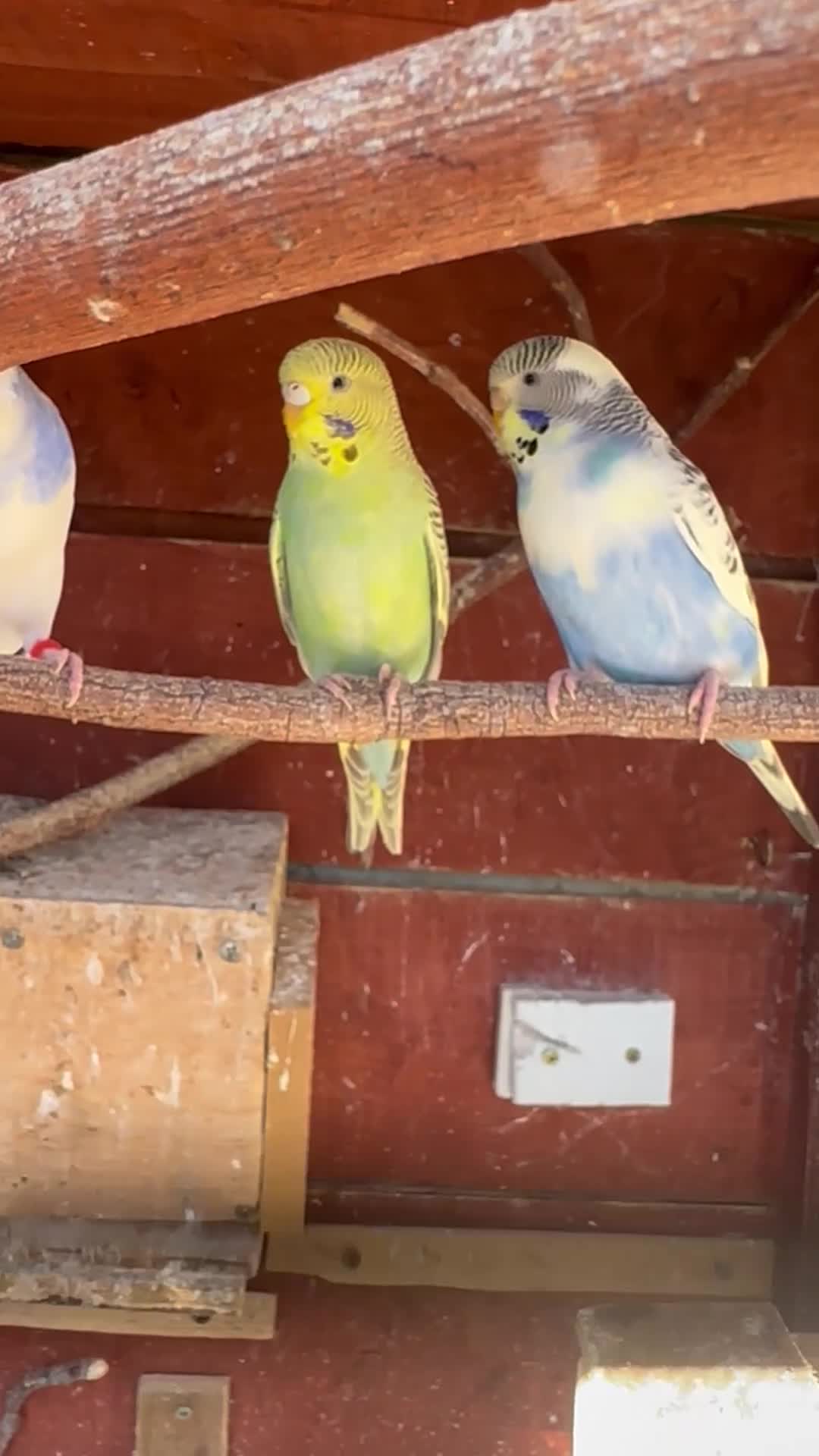 Budgerigars birds for sale: Budgies for sale - Video 1