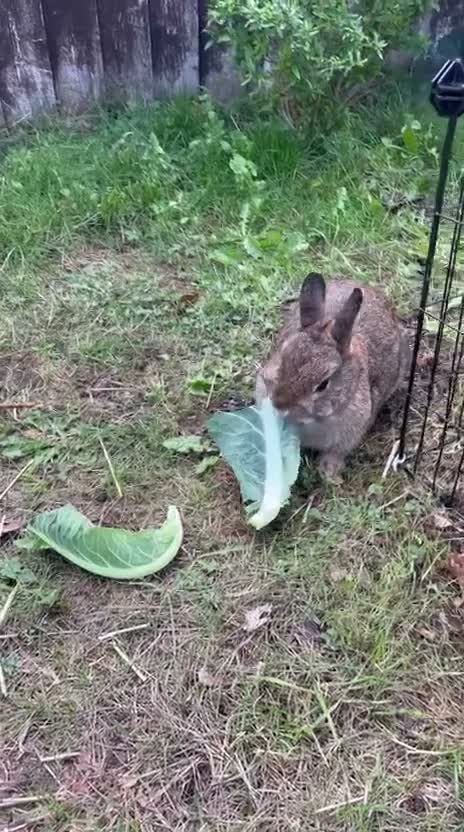 Netherland Dwarf rabbits for sale: Gorgeous Netherland Dwarf Rabbits - Video 1