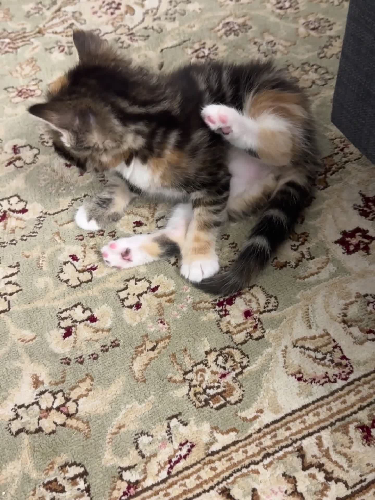 Mixed Breed cats for sale: Adorable, Loving Kittens Looking for Forever Homes - Video 2