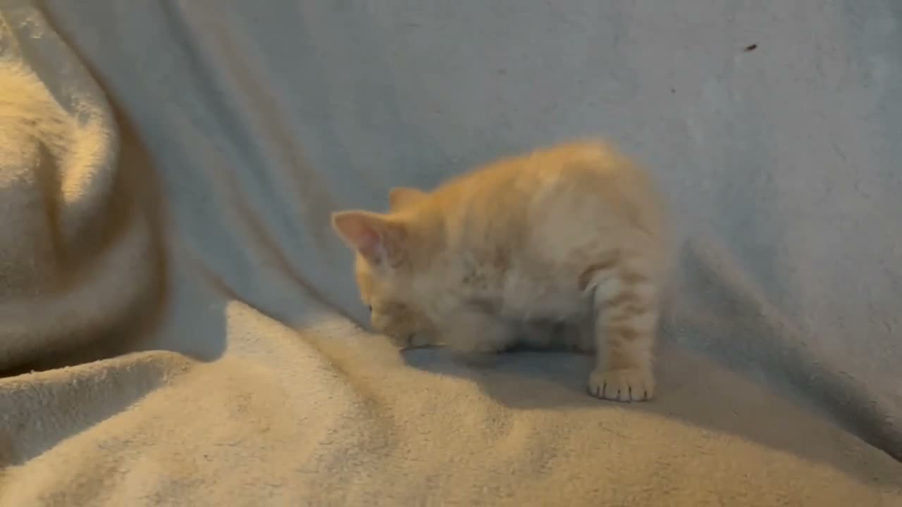 British Shorthair cats for sale: Last of his litter! - Video 1