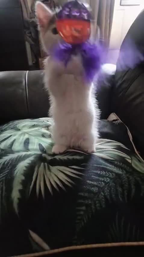 Mixed Breed cats for sale: British longhair mix Male kitten available  - Video 1