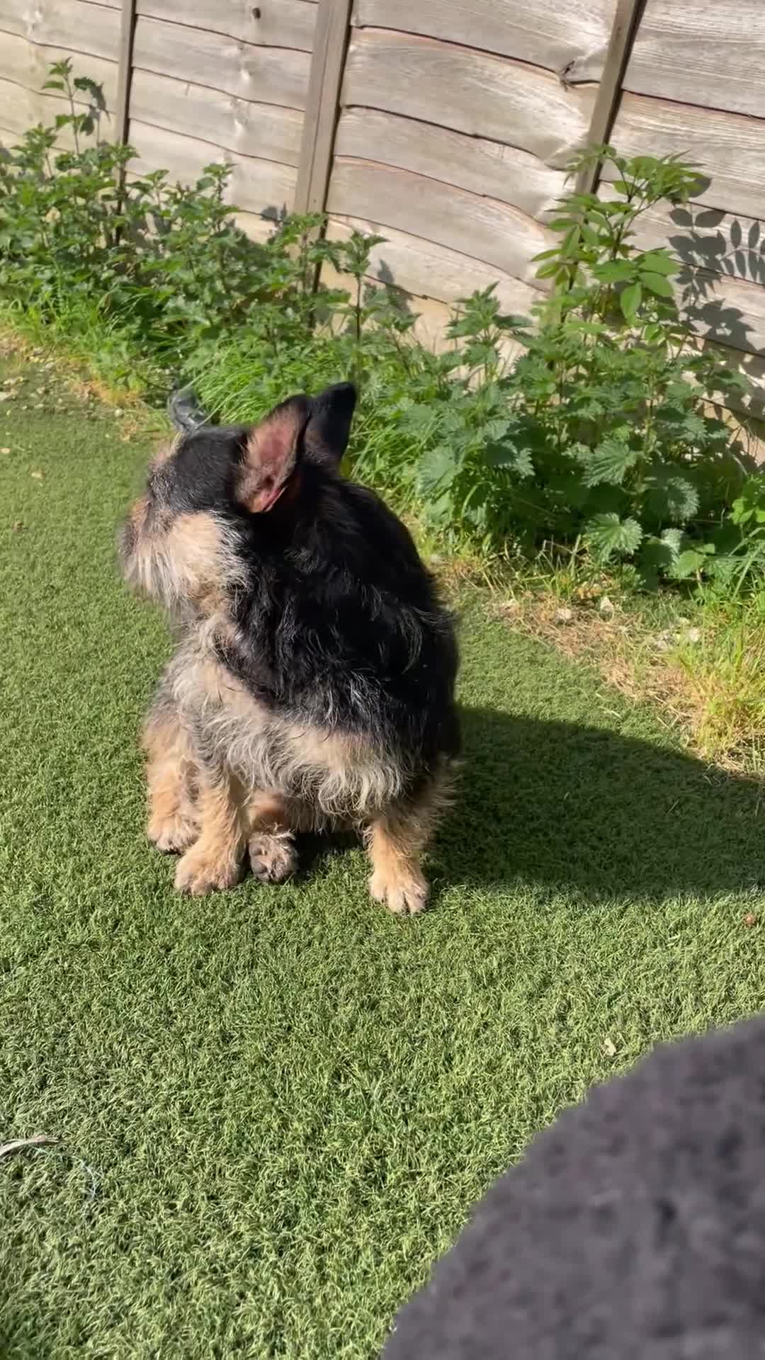 French Bulldog dogs for sale: Adult floodle producer! in Cardiff - Video 1